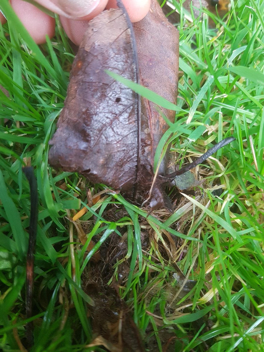 Doing another round of leaf blowing today and finding leaves sticking up out of the ground, did a bit of inverstigation and they've been used to block holes, amazing! Does anyone know what creature does that? Solitary bees?