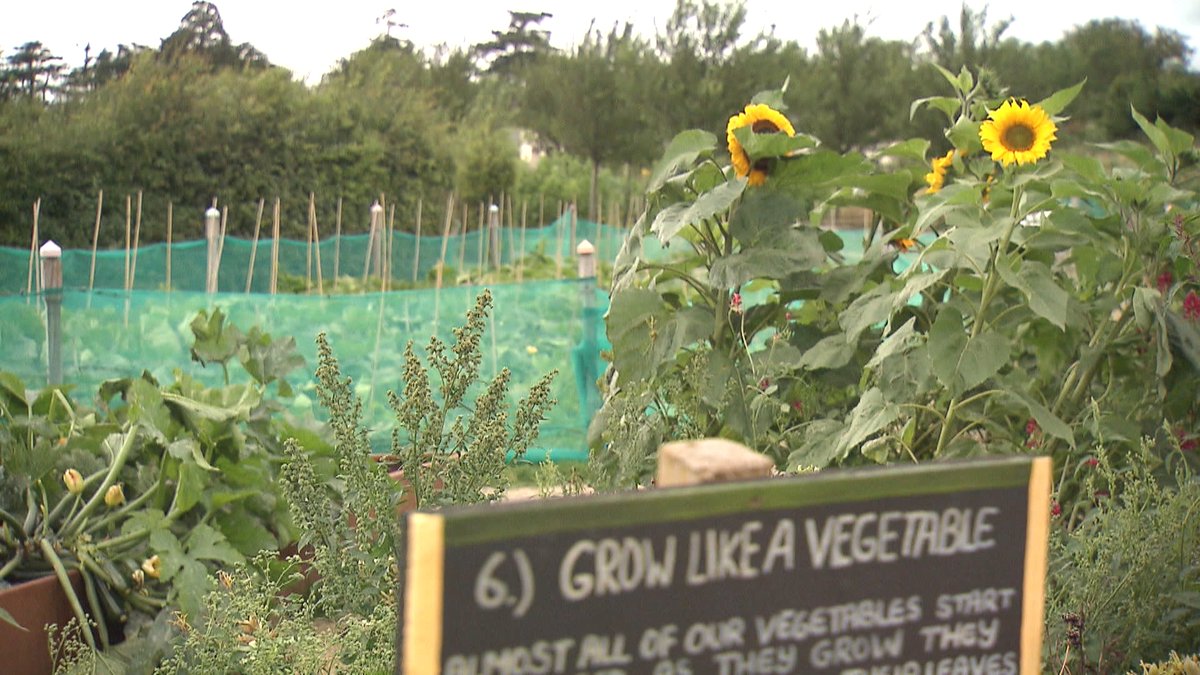 RTÉ Nationwide tweet media