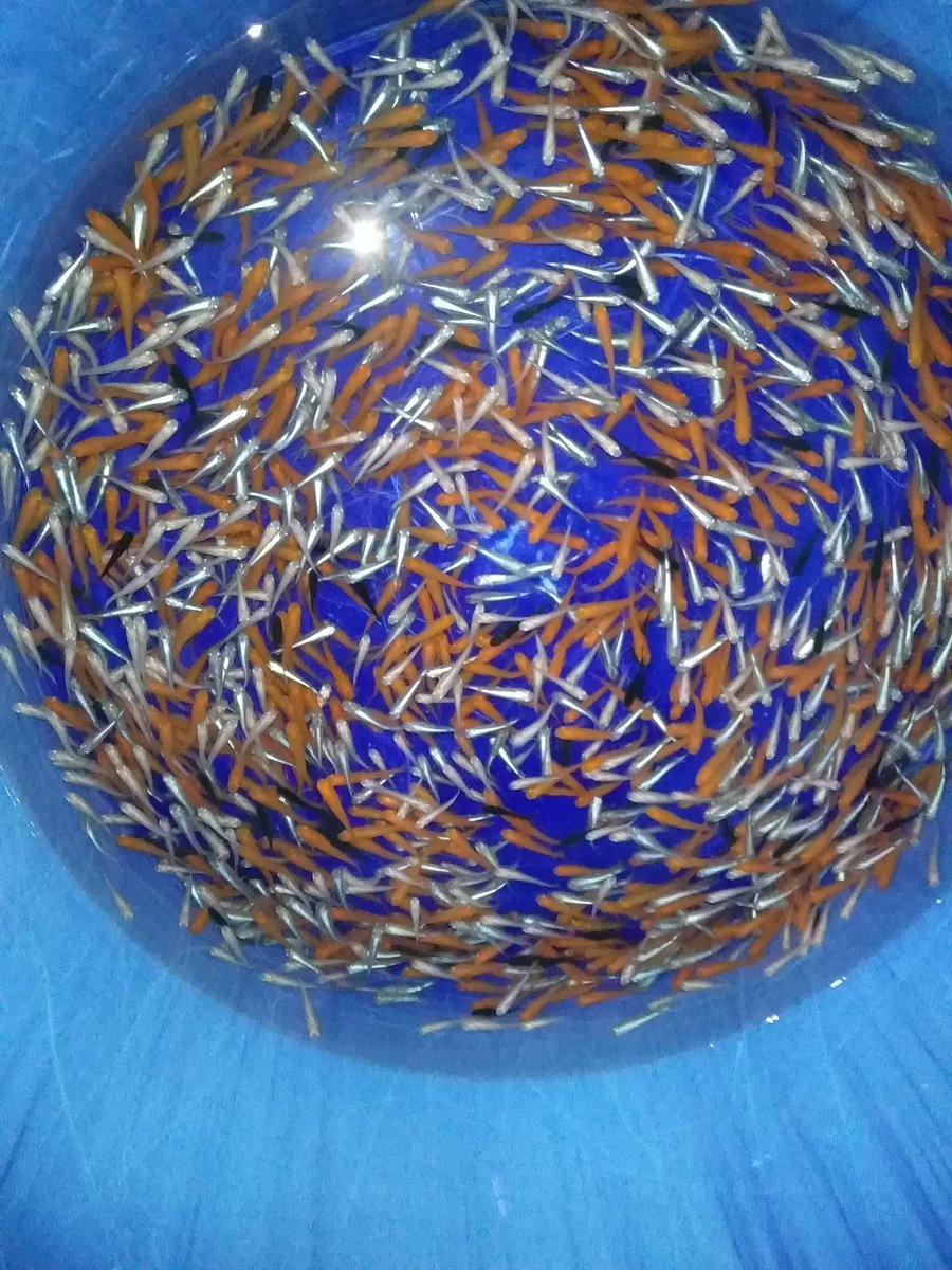 金魚亭 メダカは定番品種の楊貴妃 幹之 白メダカとマニアックな品種では煌ヒレ長 ブラックダイヤヒレ長 黒峰が入荷しました 煌 ヒレ長は写真より実物の方が綺麗です