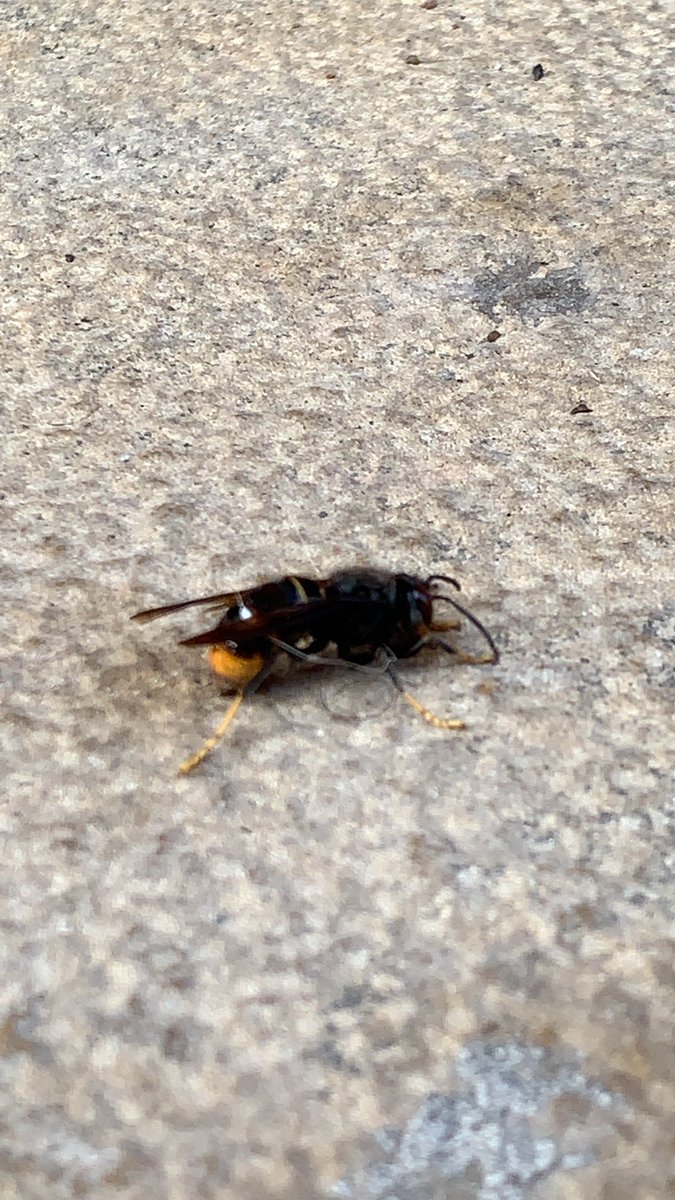 felipeub's tweet photo. Avispa asiática en calle Mariscal Joffre 16:01, El Prat de Llobregat @elprataldia https://t.co/iqM5CJy9V2