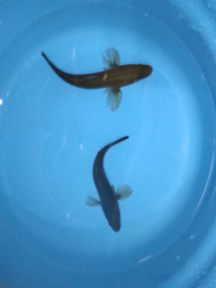 金魚亭 川魚は鰻 雷魚 ドンコ キンブナ ゲンゴロウ コガタノゲンゴロウ 商談中 等が入荷しました どれも珍しいですが その中でも鰻 安心サイズ とキンブナは珍しいのでオススメです