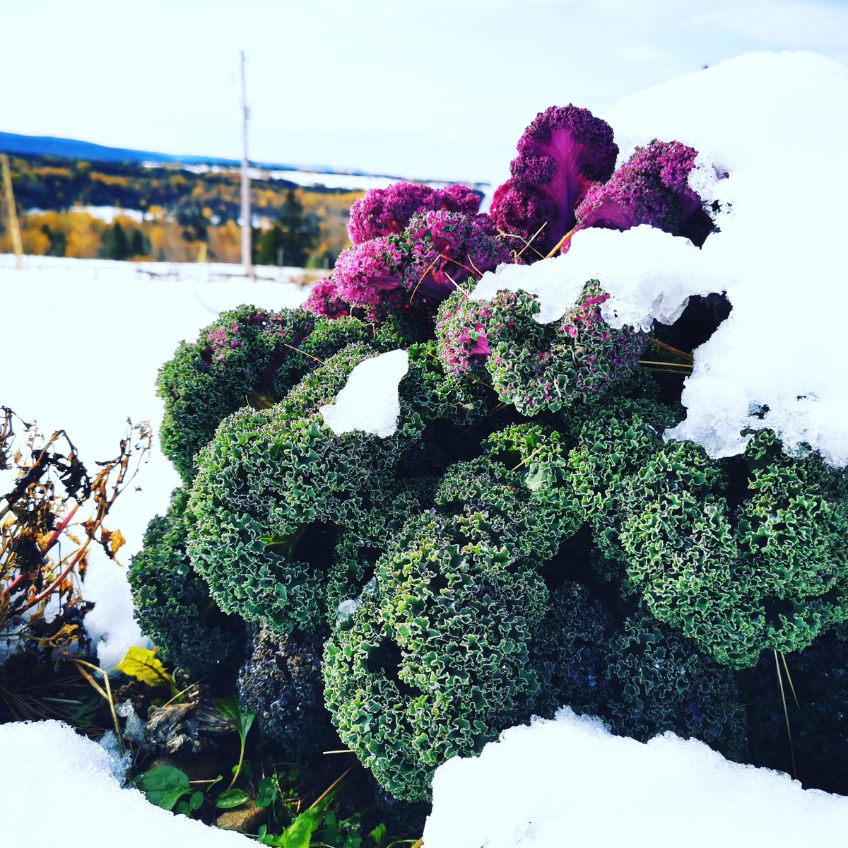 gorgeous_pix's tweet photo. Well its not winter yet but the snow on my kale and the fall colors makes for a great picture. From u/QuebecHomestead on Reddit #fallcolorsmakes #winteryet #greatpicture #well #snow #kale #winter https://t.co/9arxjuWuDM