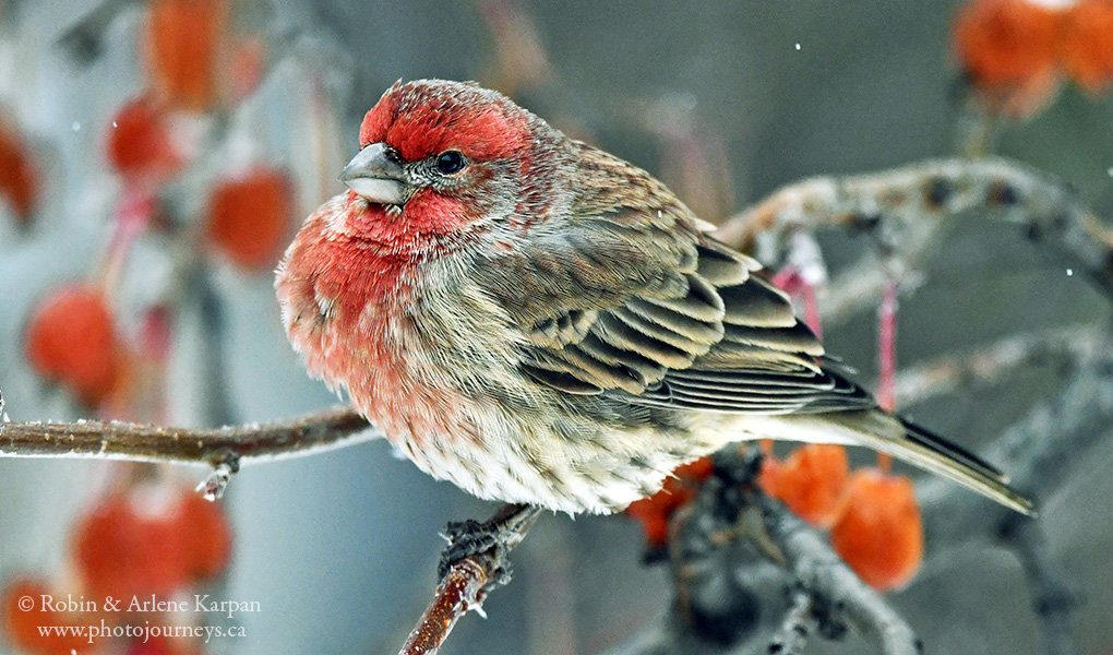 KarpanParkland's tweet photo. A nice part of winter is that we see a lot more colourful house finches in our backyard here in #Saskatoon @Saskatchewan #saskatooning #ExploreSask #BirdsofSaskatchewan #wildlifephotography #TwitterNatureCommunity #birdphotography #prairiesnorth https://t.co/P5mc0GxuFf