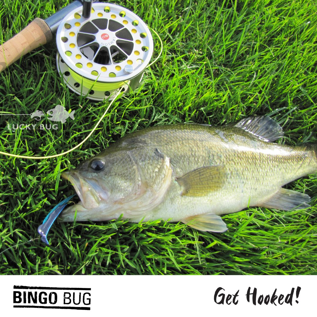luckybuglures's tweet photo. Happy Football Friday!!!
Lure: Bingo Bug
Pattern: #2 Blue Reaper
Angler: Wayne Pretious
Waterway: Somewhere undisclosed
@flysonly
#LuckyBugLures #BiteMe #BingoBug #BassFishing #BassLures #KomboTool #FishingLife #Outdoors #Fishing #FishBeWarned #Angler #OutdoorLiving https://t.co/8Vp0l4kTCR