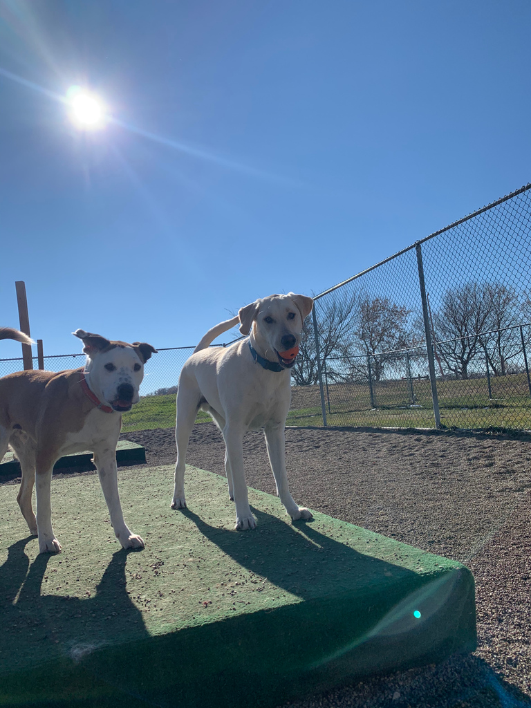 CanineAcresFF's tweet photo. Happy Friday! 

What's everyone &amp; their pup doing this weekend? 

Tell us below! 

⁠#canineacresff #Fergusdogs #MNdogs #MNpetboarding #MNcats  #shoplocal #dogs #cats #daycare #dogboarding #ottertailcounty #yappyhour #fergusfalls #nailtrims #doggrooming https://t.co/LlsIrg3Fxp