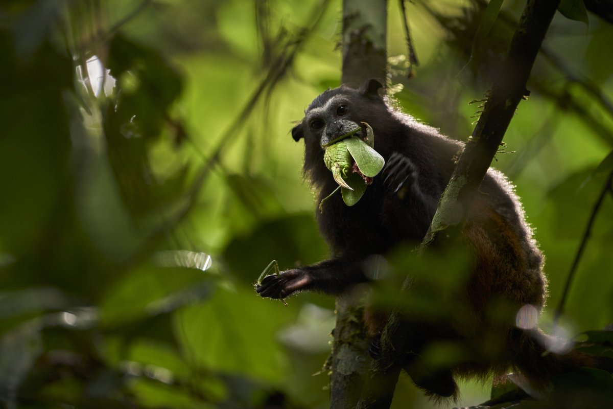 RainforestEx's tweet photo. Saddleback tamarins are squirrel-sized monkeys that love to look for insects around the mid-level forest.
Tamarins are the smallest monkeys in Tambopata and are very easy to see.

#tamarins #monkeys #jungletour #amazonwildlife #junglelodge #tourtheamazon #insecteater https://t.co/yV4vzxK4dA