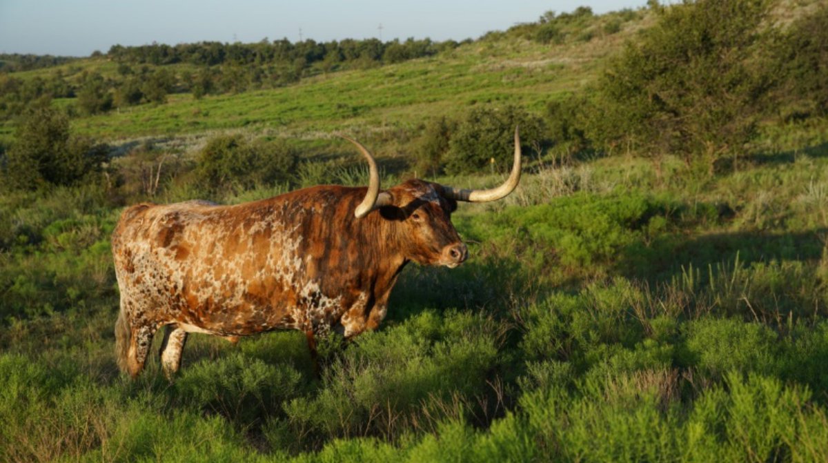 TxHistComm's tweet photo. The Texas longhorn, one of the state’s most iconic symbols, has been hoofing through Texas for centuries. Visit the official state herd at our @FortGriffinSHS in Albany: https://t.co/LONBRK7qqy #TXTimeTravel https://t.co/Z0IsGv3Zu2