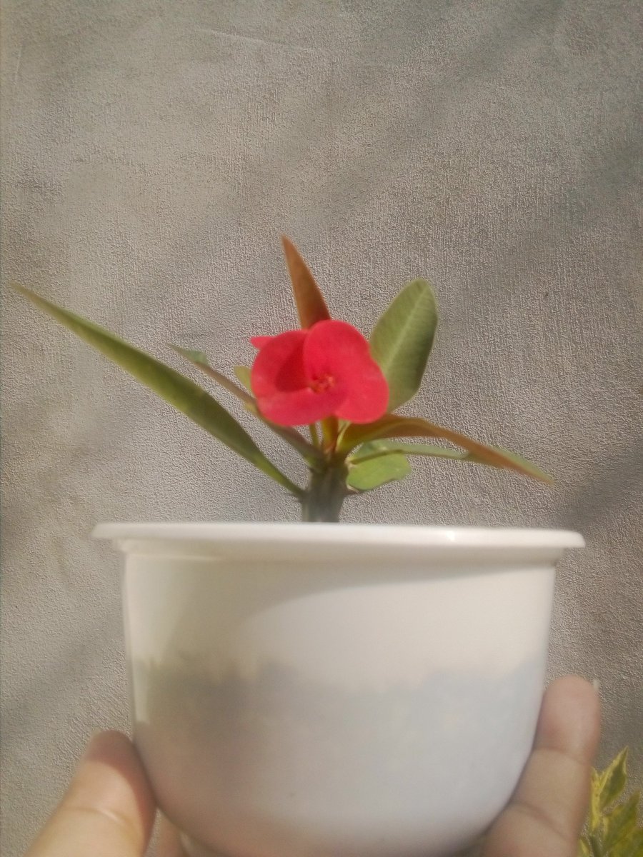 Bea_92_G's tweet photo. Buenos días TL ❣️
Al fin viernes 🤭 me alegro por ustedes y a los #PlantsLover les quiero compartir en #ViernesDeFlores a esta hermosura 😍
#EuphorbiaMilli https://t.co/Iy1zxyFE4A