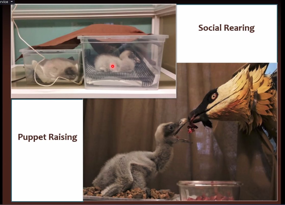 FLOOF ALERT #BeardedVultureWebinar