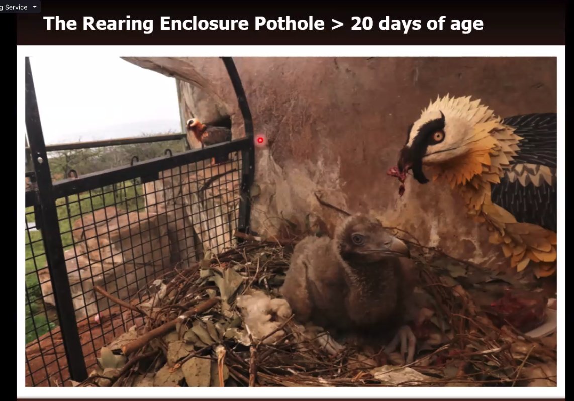 FLOOF ALERT #BeardedVultureWebinar