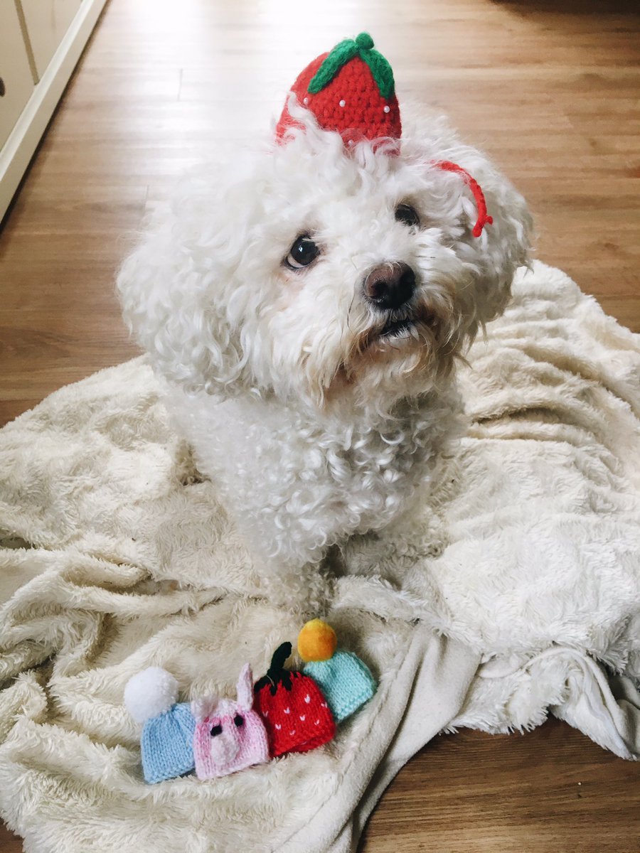 abipars's tweet photo. @innocent @age_uk #knitmypet as you can see Mabel is an avid @innocent hat collector, and is also a bit of a diva so would love nothing more than wearing a hat of herself. #mabelception https://t.co/zOWIP70R3c
