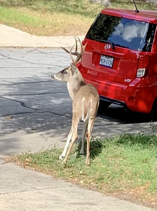 dominusechannel's tweet photo. This dead eyed joker was just chillin in the driveway yesterday when I went out for a smoke. A little late for Halloween pal. https://t.co/3MV3QVQk8Y