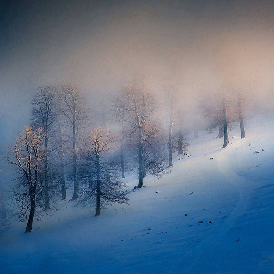 “Trees are poems that the earth writes upon the sky”

Khalil Gibran

Photography © Bogdan Panait