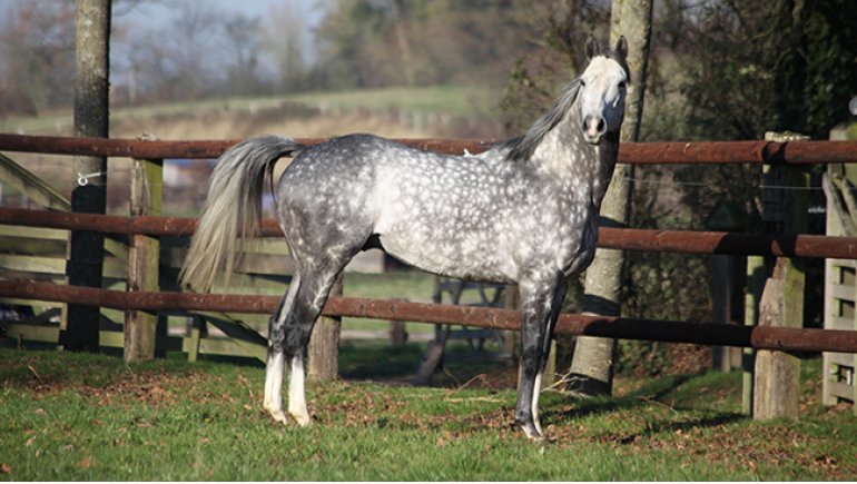 Fedeeleveurs's tweet photo. 🤯 [TIRAGE AU SORT NOV 20] 🤯
Plutôt gris ? Bai ? Grand ? Sprinter ? Miller ? Que de choix dans ce tirage au sort avec :
#Montmartre du @harasduhoguenet 
#Morandi du Haras du Mont Goubert
#MrOwen du @PetitTellier 
Quel choix !! https://t.co/q8PbaDoWVF