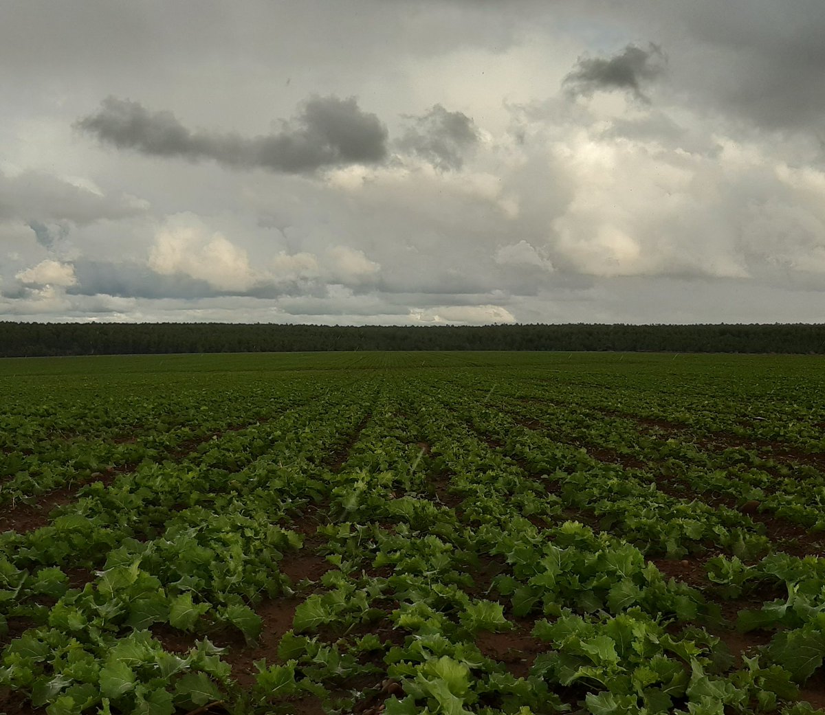 DaniBlanco_LG's tweet photo. Así de espléndida está la #colza #LGArchitect de @LGSeedsES en #León https://t.co/Fx2Nv2Yvyh