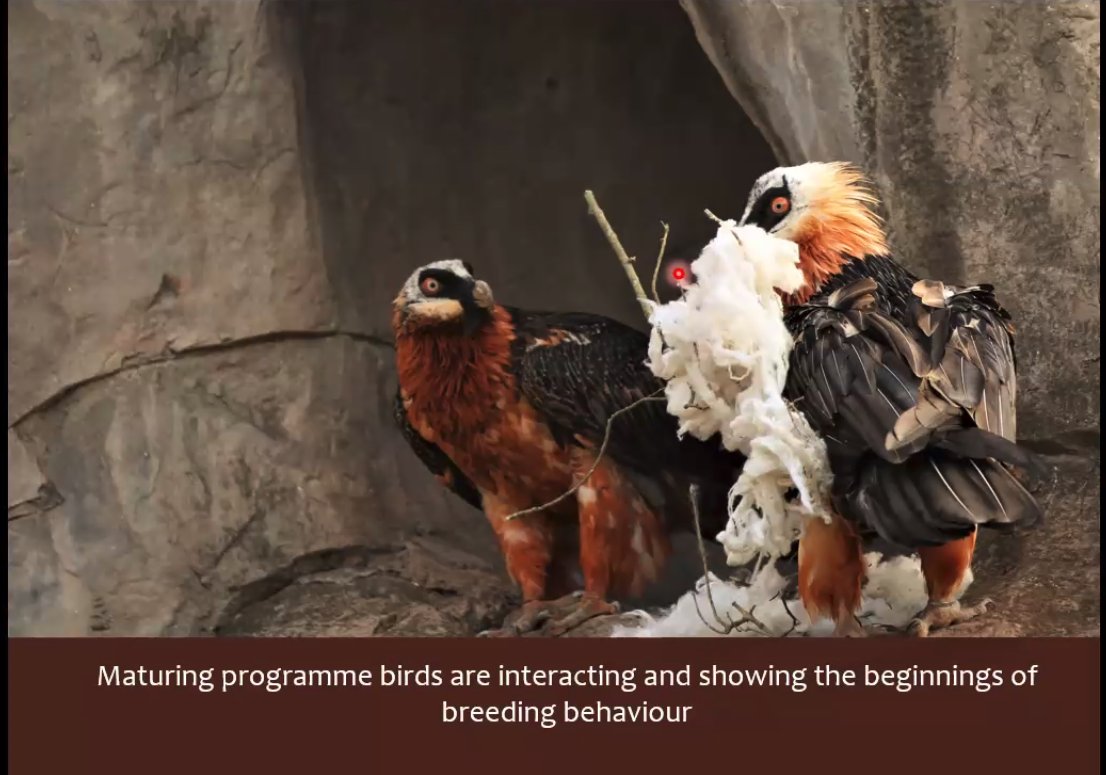 Okay, maturing captive-bred Bearded vultures beginning to show breeding behaviour are ADORABLE. I wish them much successful romance, and many future floofs.  #BeardedVultureWebinar