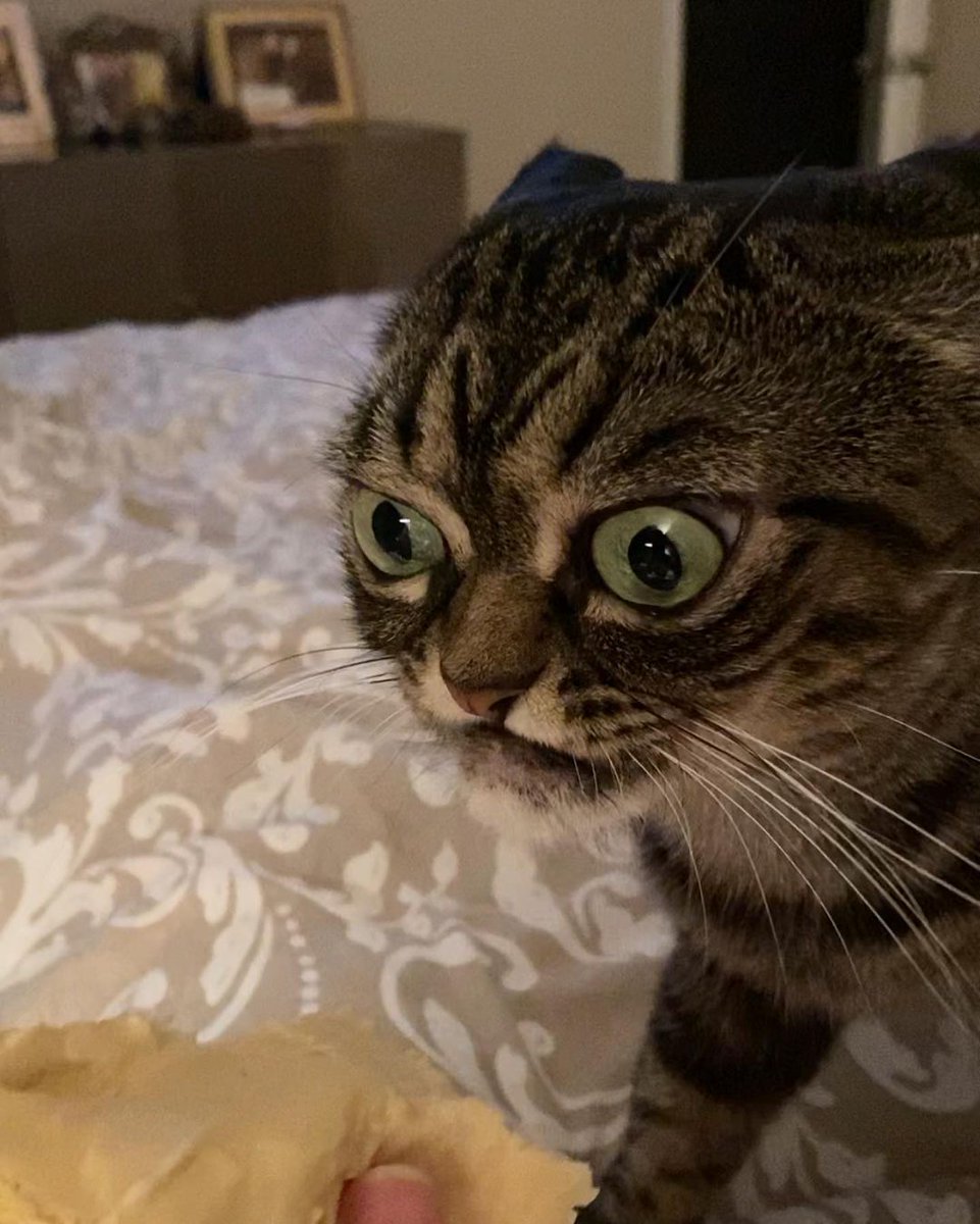 Grumpy_Kitzia's tweet photo. Your face when you realized it’s Friday the 13th, 2020. Double trouble. #fridayvibes #friday13th #grumpycat #grumpykitzia #9gag #cats_of_day #cats_of_instworld https://t.co/DXc3FqEcgC