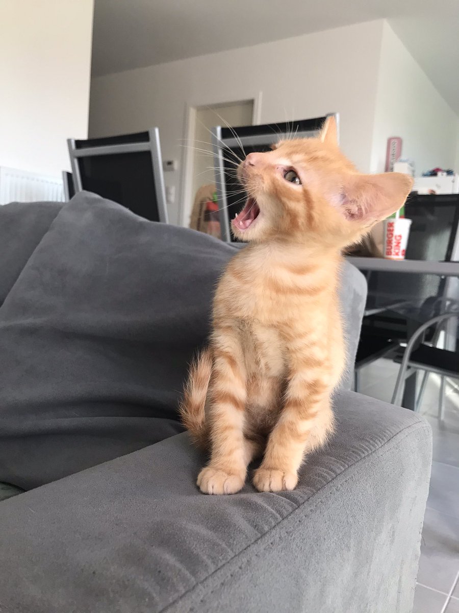 pau_lgl's tweet photo. Je donne ce petit chaton mâle âgé de presque 3 mois, né le 16 août et prêt à quitter la maison à partir du 20 novembre. 
Petit chaton propre, très câlin et joueur. 
Mp pour plus d’informations.
!! RT appréciés !! https://t.co/vi4BRjtMfy