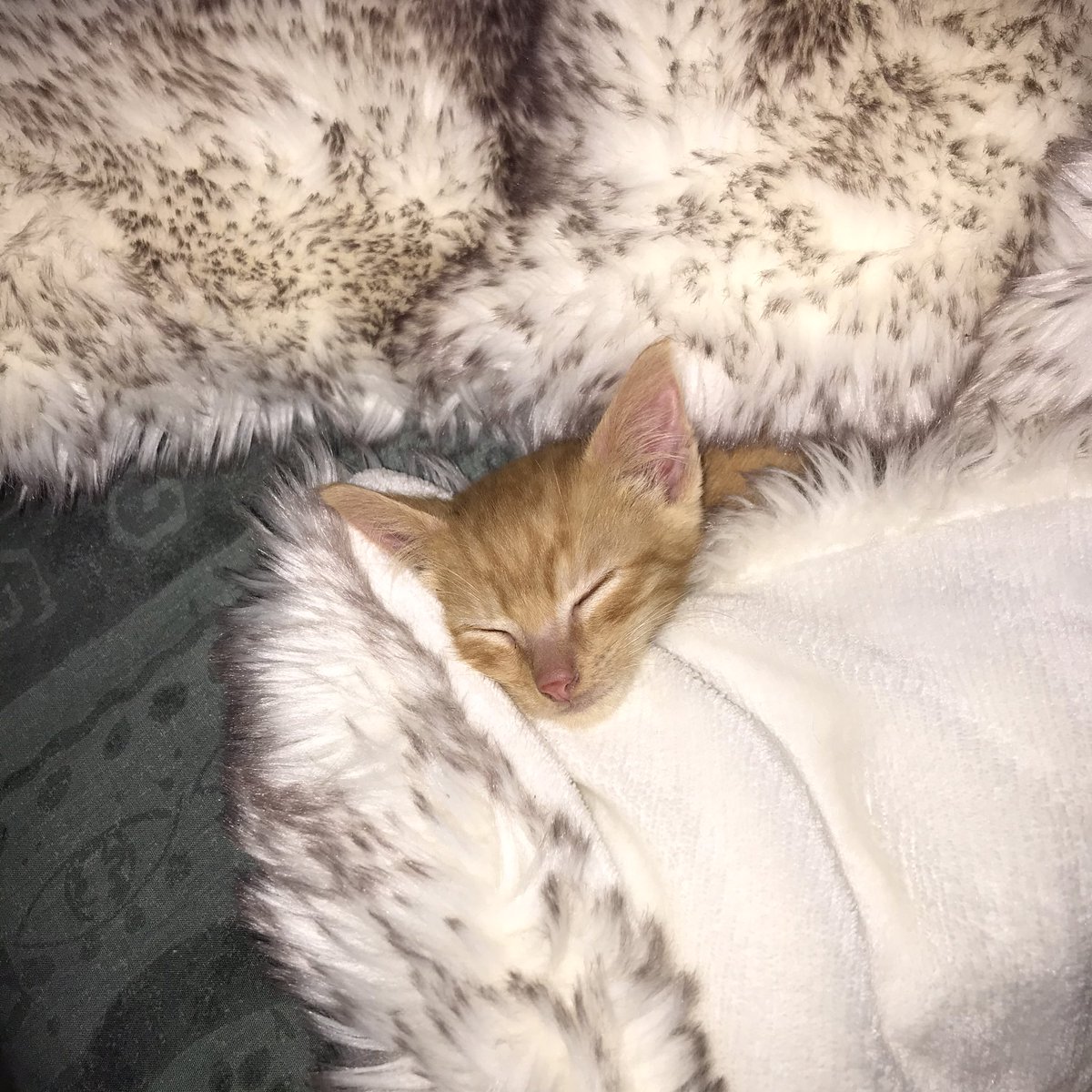 pau_lgl's tweet photo. Je donne ce petit chaton mâle âgé de presque 3 mois, né le 16 août et prêt à quitter la maison à partir du 20 novembre. 
Petit chaton propre, très câlin et joueur. 
Mp pour plus d’informations.
!! RT appréciés !! https://t.co/vi4BRjtMfy