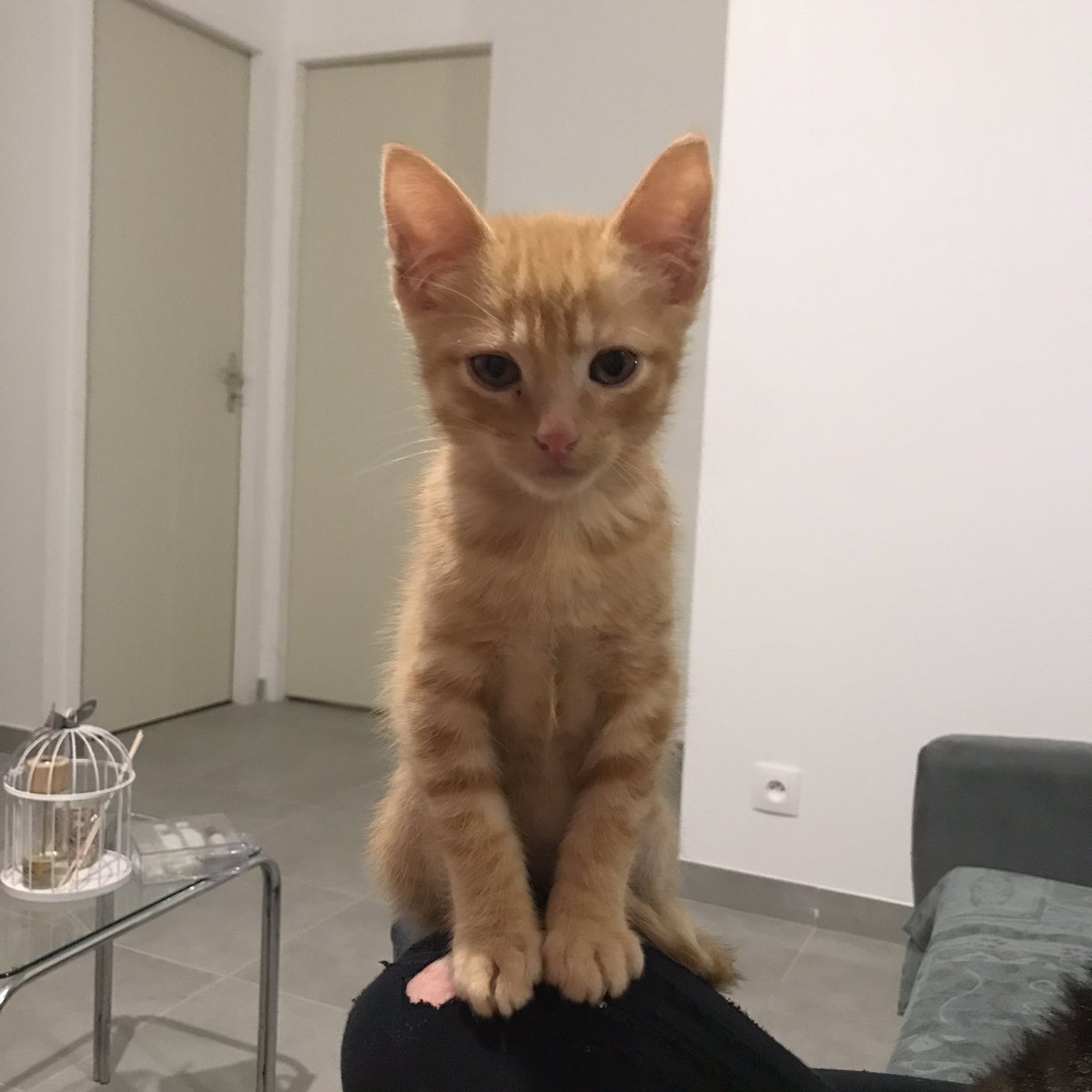 pau_lgl's tweet photo. Je donne ce petit chaton mâle âgé de presque 3 mois, né le 16 août et prêt à quitter la maison à partir du 20 novembre. 
Petit chaton propre, très câlin et joueur. 
Mp pour plus d’informations.
!! RT appréciés !! https://t.co/vi4BRjtMfy