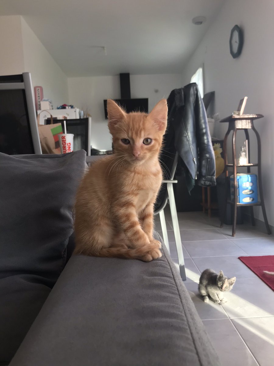 pau_lgl's tweet photo. Je donne ce petit chaton mâle âgé de presque 3 mois, né le 16 août et prêt à quitter la maison à partir du 20 novembre. 
Petit chaton propre, très câlin et joueur. 
Mp pour plus d’informations.
!! RT appréciés !! https://t.co/vi4BRjtMfy