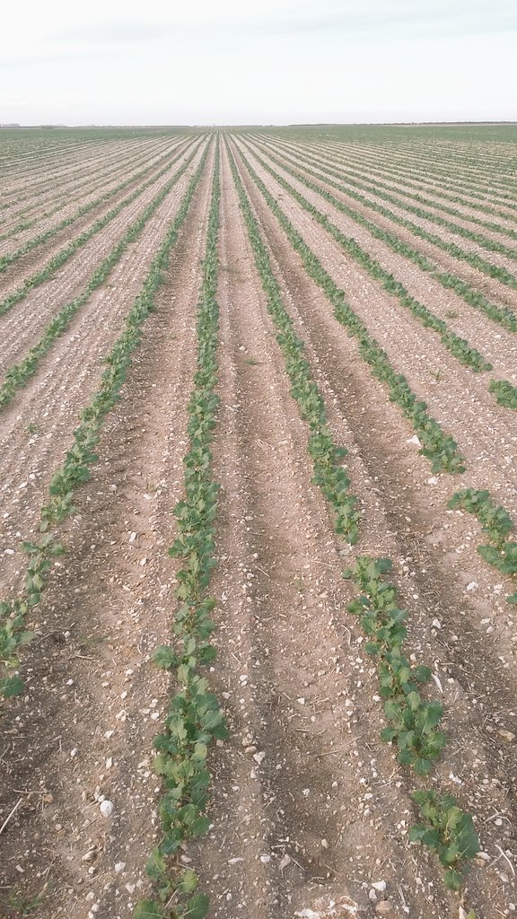 jmhernandezlg's tweet photo. Ésta es una #colza #Arsenal de @LGSeedsES en Dehesa de Cuéllar #Segovia. Preciosa. Lo bien hecho bien parece. https://t.co/URjioZcT5i