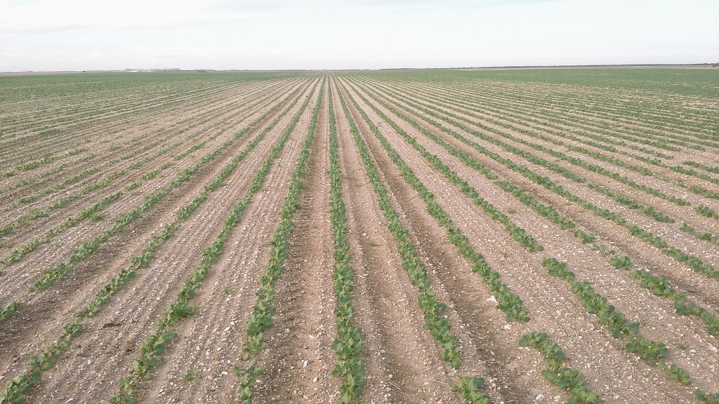 jmhernandezlg's tweet photo. Ésta es una #colza #Arsenal de @LGSeedsES en Dehesa de Cuéllar #Segovia. Preciosa. Lo bien hecho bien parece. https://t.co/URjioZcT5i