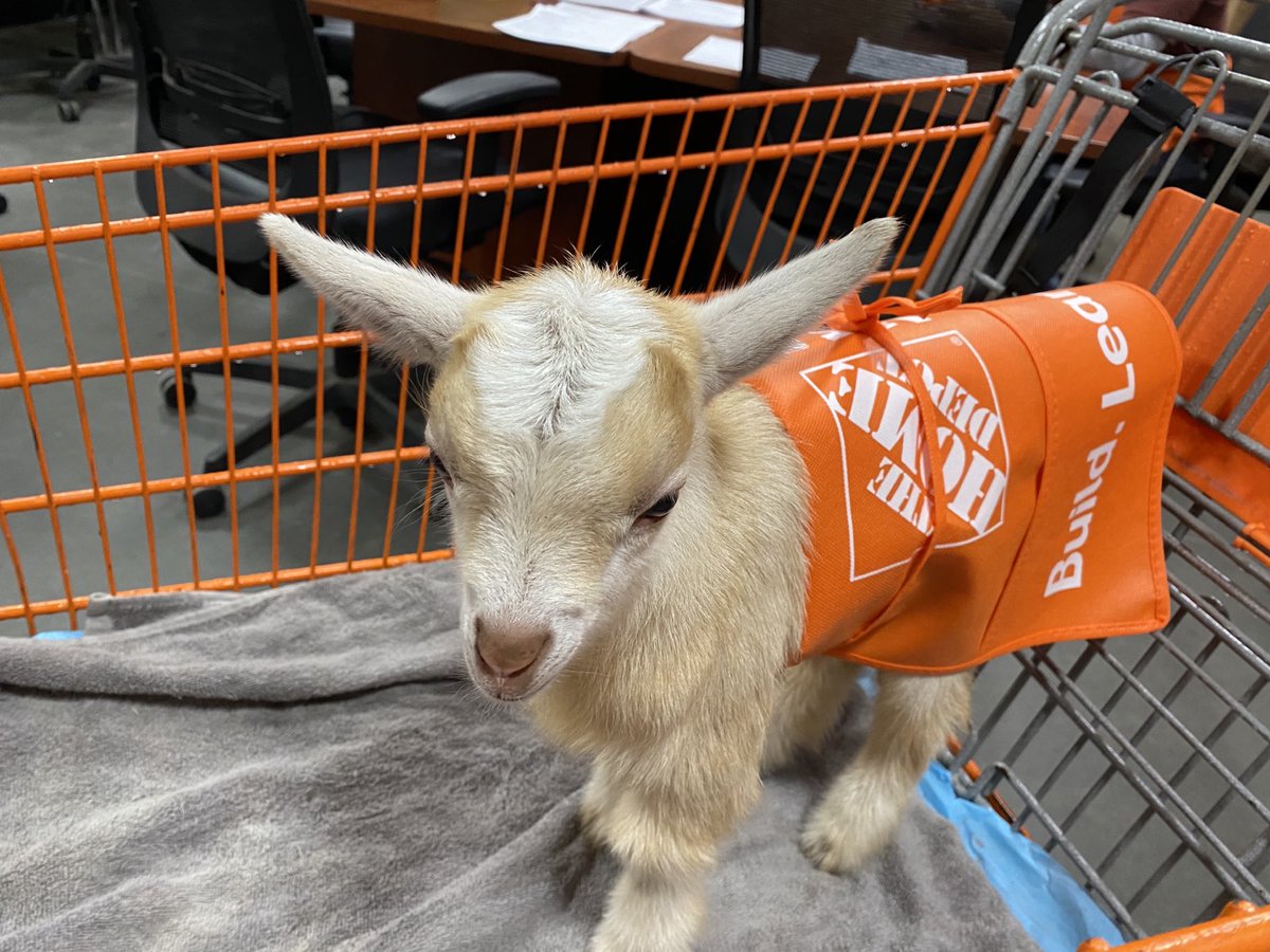 Megan Aiello (@meganaiello) on Twitter photo Casper’s first outing here at the Howell Home Depot!! <a href="/JennNJM/">Jenn Hardy</a> <a href="/billryba933/">Bill Ryba</a> <a href="/jenfullerHD/">谷歌账号|TikTok私发|自动评论转推|FB账号|电报刷浏览量|推特账号</a> <a href="/CoreyLiliston/">Corey Lilliston</a> Casper’s first outing here at the Howell Home Depot!! <a href="/JennNJM/">Jenn Hardy</a> <a href="/billryba933/">Bill Ryba</a> <a href="/jenfullerHD/">谷歌账号|TikTok私发|自动评论转推|FB账号|电报刷浏览量|推特账号</a> <a href="/CoreyLiliston/">Corey Lilliston</a>