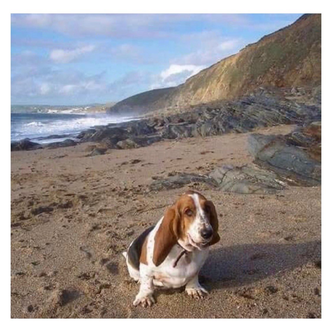 LongdogPro's tweet photo. The Original Longdog. Her memory lives on through us🐾🎬
#LongdogProductions #Longdog #BassetHound #RIP #ProductionCompany https://t.co/sFnjI0bvvD