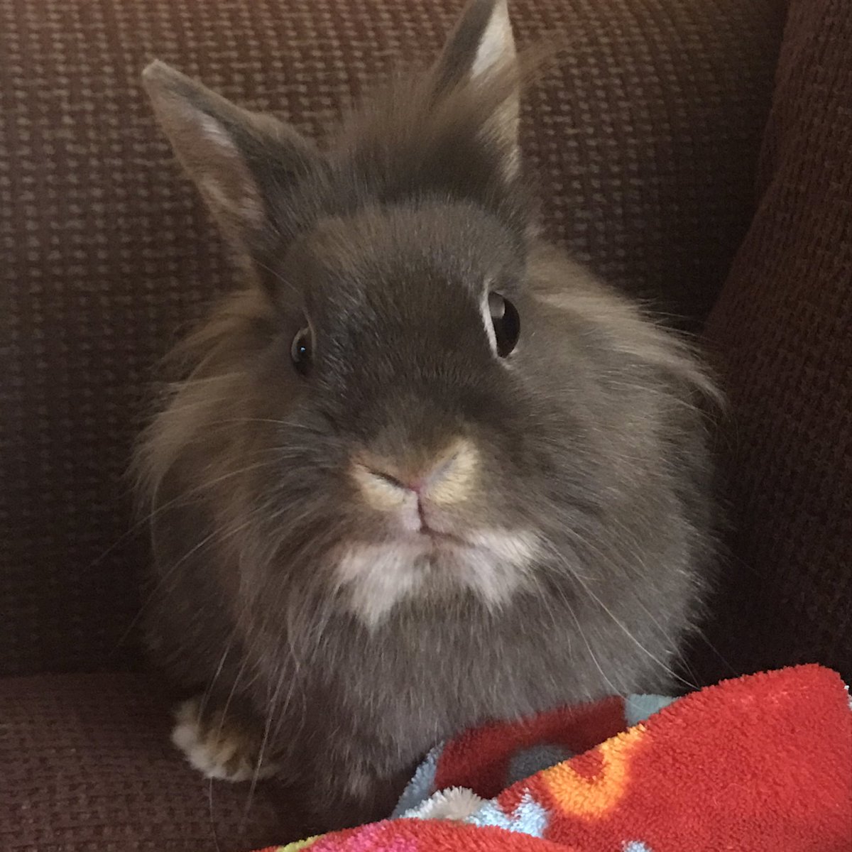 babythebunni's tweet image. angre at hoom.