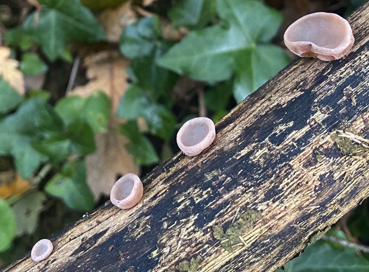 The woods can hear you #woodear #jellyear #auriculariaauriculajudae #fungi #mushrooms