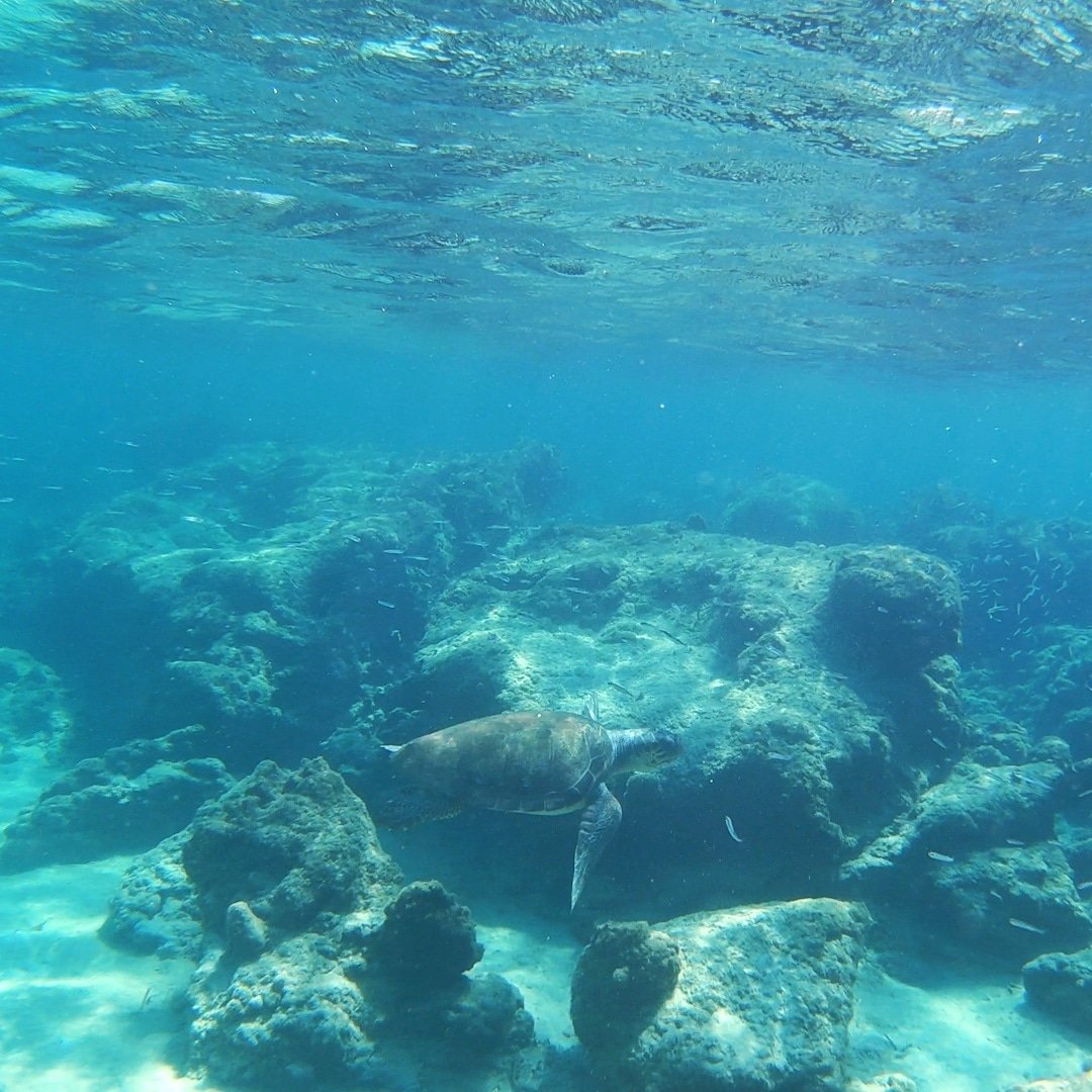 LiakouraMomentz's tweet photo. That's a turtle 🐢 Mind blowing!! 🤯 🏝 Elafonisi Crete 🇬🇷
🎬 Check out the video on 🔴 YouTube:
➡️ https://t.co/BdWxhSuUEf
#elafonissi #elafonisi #elafonisibeach #elafonissibeach #elafonisicrete #elafonissicrete #crete #cretegreece #crete🇬🇷 #caretacareta #caretas https://t.co/6ZRuUFNS3p
