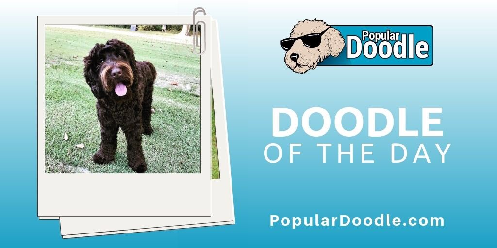 popular_doodle's tweet photo. Wag more, bark less
π· azileethedoodle (on IG)
#populardoodle #labradoodle #labradoodlelove #labradoodlelife #labradoodlepuppy #labradodlelovers #labradoodles #minilabradoodle #labradoodlepuppies #labradoodlelover #labradoodledogs #labradoodlepup #labradoodlemom https://t.co/1IQdz4NUsa