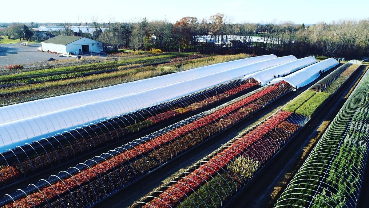 bakkernurseries's tweet photo. ...and that’s a wrap! 10km of poly in one day! Enjoy one last look. #hardyshrubs #hardytrees #hardyroses #winterhardy https://t.co/VSiZfoJFJ4