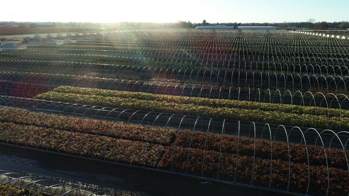 bakkernurseries's tweet photo. ...and that’s a wrap! 10km of poly in one day! Enjoy one last look. #hardyshrubs #hardytrees #hardyroses #winterhardy https://t.co/VSiZfoJFJ4