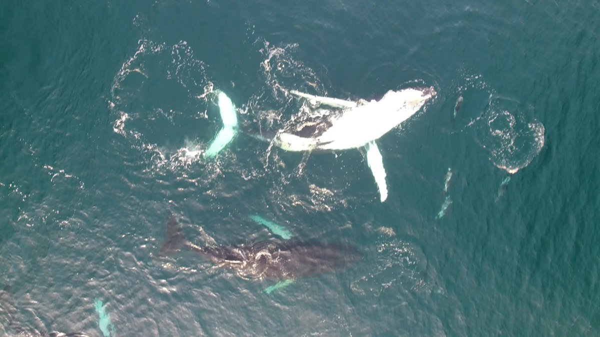 icewwhales's tweet photo. Early winter fieldwork 2020 is all done. It was surely a mixed bag. We were on the water only 11 out of 24 days thanks to the early winter storms hunting us. Still, we ID'ed ~50 #humpbacks, got 19 biopsies, 20 drone flyovers and two #CatsCam deployments. What a team effort👊 https://t.co/xNolI5aB1Y