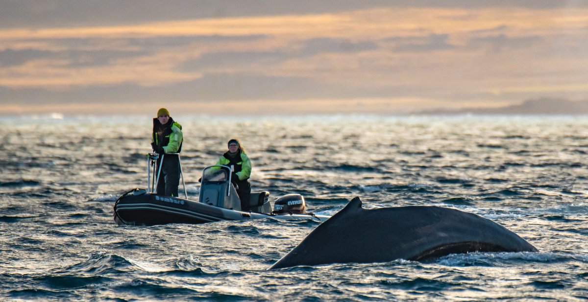 icewwhales's tweet photo. Early winter fieldwork 2020 is all done. It was surely a mixed bag. We were on the water only 11 out of 24 days thanks to the early winter storms hunting us. Still, we ID'ed ~50 #humpbacks, got 19 biopsies, 20 drone flyovers and two #CatsCam deployments. What a team effort👊 https://t.co/xNolI5aB1Y