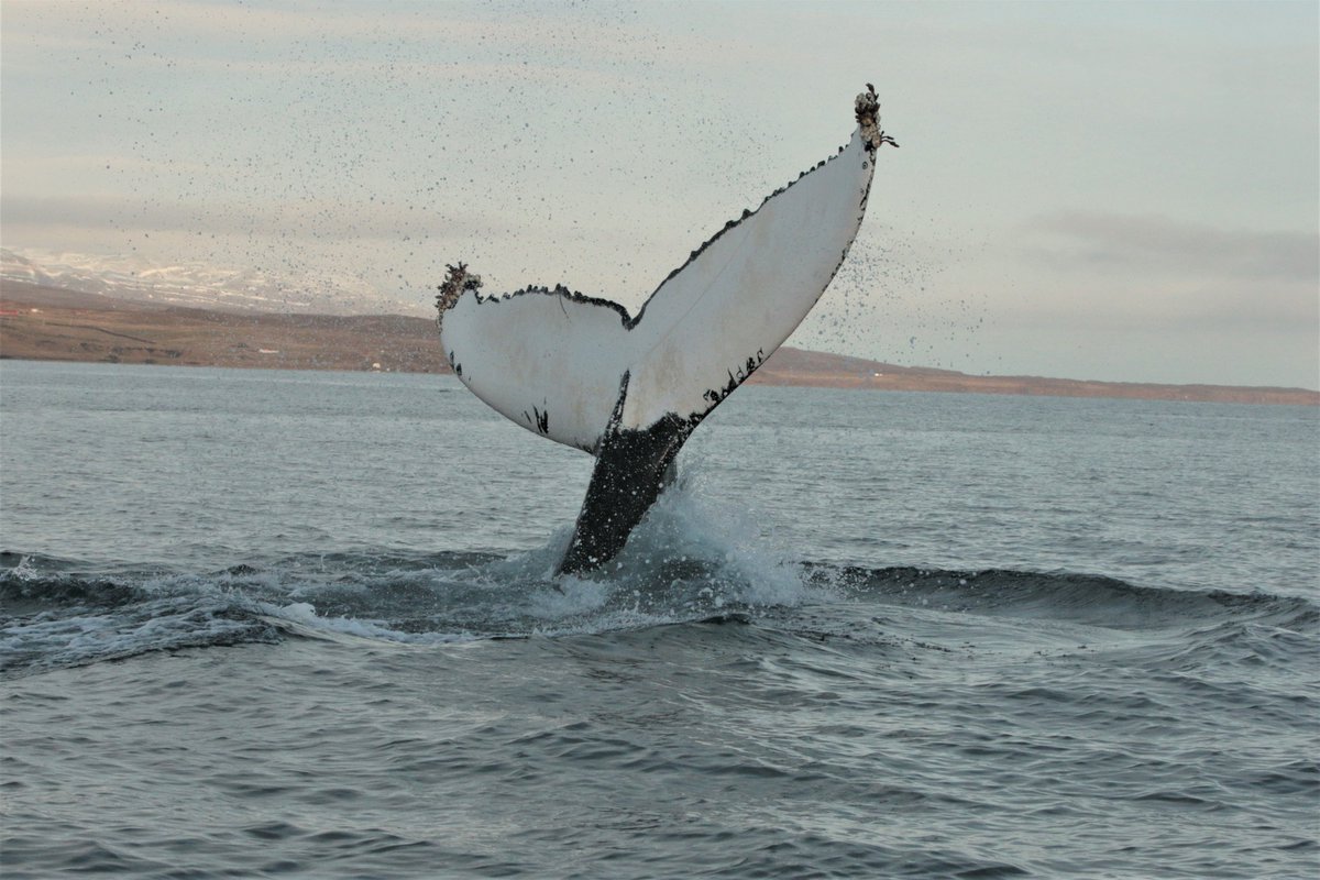 icewwhales's tweet photo. Early winter fieldwork 2020 is all done. It was surely a mixed bag. We were on the water only 11 out of 24 days thanks to the early winter storms hunting us. Still, we ID'ed ~50 #humpbacks, got 19 biopsies, 20 drone flyovers and two #CatsCam deployments. What a team effort👊 https://t.co/xNolI5aB1Y