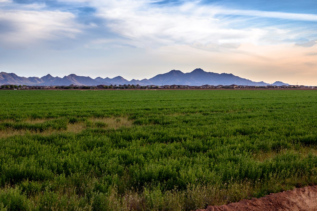 TownofQC's tweet photo. Queen Creek, in a time where it is easy to be unkind, let's focus even more on how we can be kind. How are you showing #QCNeighborly kindness?

#WorldKindnessDay #BeKind https://t.co/ocEitHGn7P