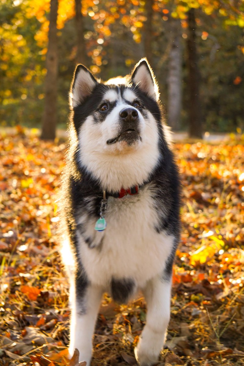 TherapyDogsInt's tweet photo. #TDIDogsWorkingFromHome
#KeepingInTouch
#VisitingInADifferentWay
Rush is loving autumn! https://t.co/o0aXCJLwdF