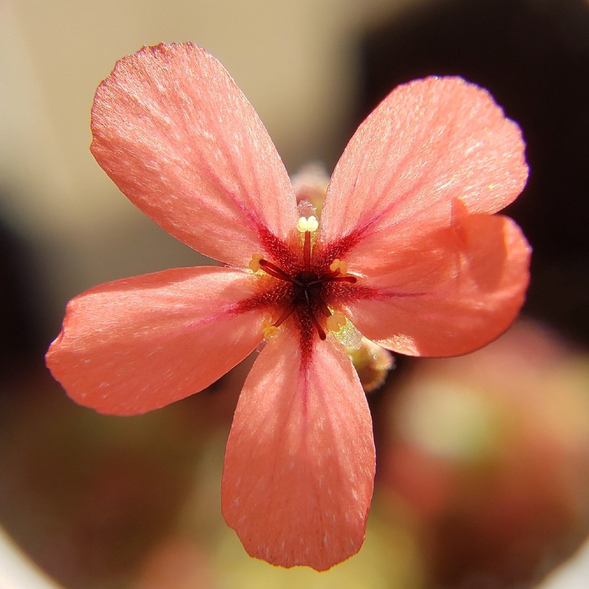 Dreadredhead1's tweet photo. Drosera x Dork's Pink 
*
*
Australian pygmy sundew. Drosera x Dork's Pink is a hybrid between D. callistos and D. lasiantha.
*
*
#militantbystander #planthoe #militantplanthoe  #carnivorousplant_club #carnivorousplant #sundew #pygmies #pygmydrosera https://t.co/qh22bdvKTM