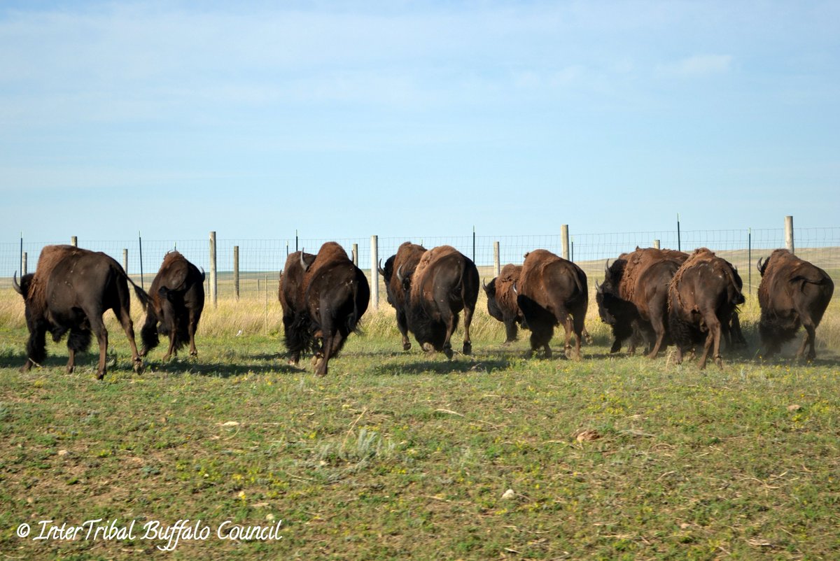 InterTribal Buffalo Council tweet media