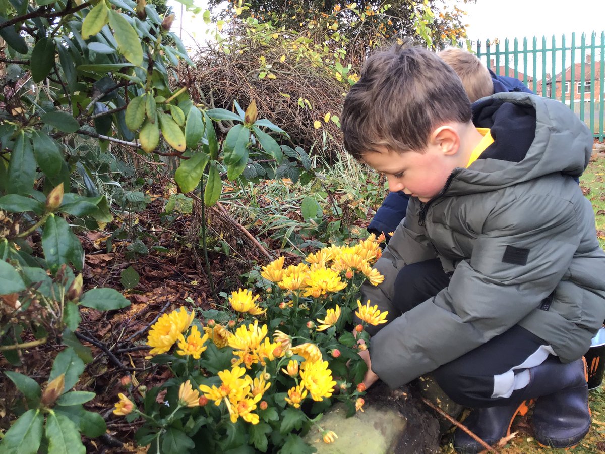 GrangeEYFS's tweet photo. Today we replanted flowers donated by @marksandspencer at Kenton Bar. It really brightened up our Forest School garden at @grange_first 🌼🌹🌷🌺🌸🍁 https://t.co/eDZ9HVQikj