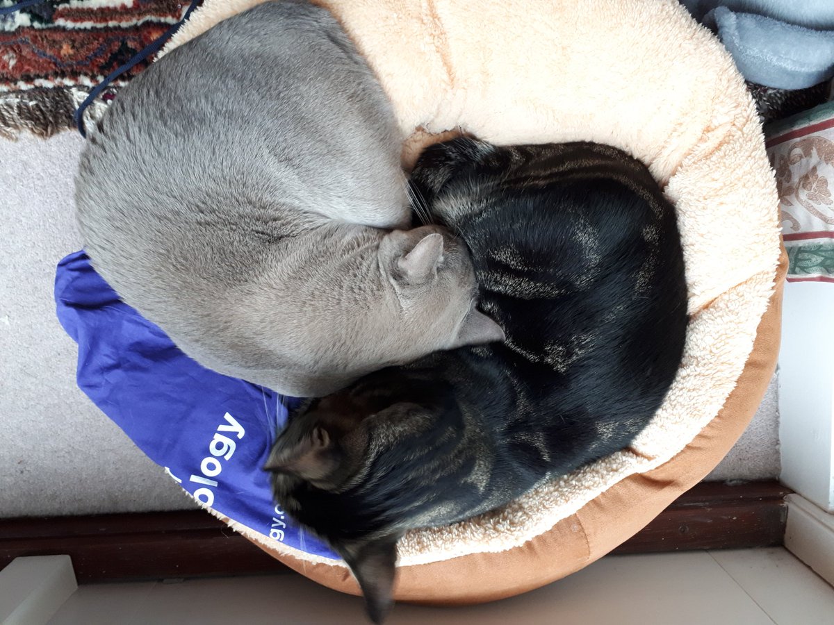 Rachel Austin (@rjasfe) on Twitter photo Won't be needing a conference bag for <a href="/Soc_Endo/">Society for Endo</a> #SfEBESOnline next week, so have re-purposed it as a cat hot waterbottle cover! What about you? #BagsofSfE
<a href="/adrenalnetwork/">Adrenal and Cardiovascular Network</a> <a href="/NeuroEndoNW/">Neuroendocrinology Network</a> <a href="/bonenetwork/">Bone and Calcium Network</a> <a href="/MetabolicNW/">Metabolic and Obesity Network</a> <a href="/EndocrineCancer/">Endocrine Cancer Network</a> <a href="/ReproNetwork/">Reproductive Endocrinology and Biology Network</a> <a href="/Thyroid_Network/">Thyroid Network</a> <a href="/EndoLWBC/">EndoLivingWith&BeyondCancer</a> Won't be needing a conference bag for <a href="/Soc_Endo/">Society for Endo</a> #SfEBESOnline next week, so have re-purposed it as a cat hot waterbottle cover! What about you? #BagsofSfE
<a href="/adrenalnetwork/">Adrenal and Cardiovascular Network</a> <a href="/NeuroEndoNW/">Neuroendocrinology Network</a> <a href="/bonenetwork/">Bone and Calcium Network</a> <a href="/MetabolicNW/">Metabolic and Obesity Network</a> <a href="/EndocrineCancer/">Endocrine Cancer Network</a> <a href="/ReproNetwork/">Reproductive Endocrinology and Biology Network</a> <a href="/Thyroid_Network/">Thyroid Network</a> <a href="/EndoLWBC/">EndoLivingWith&BeyondCancer</a>