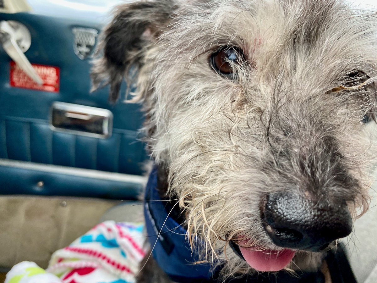 flying_fur's tweet photo. ACE, my senior co-pawlet, cracks a smile on his way to rescue in PA.

For adoption information, check out Good Old Tails Senior Animal Rescue. https://t.co/cSV1tFhCnr