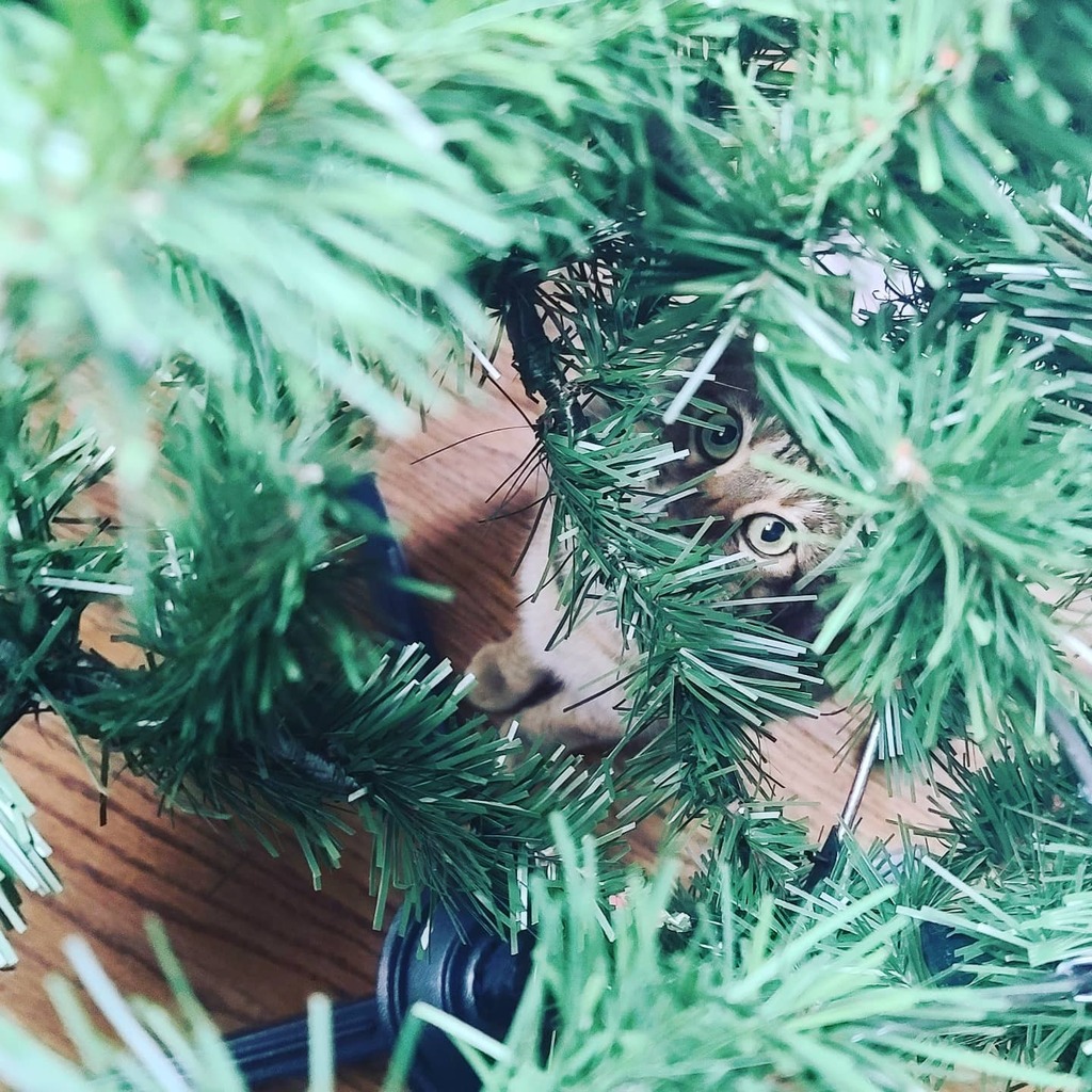 ShellBerrySmash's tweet photo. Ember is quite intrigued by her first Christmas Tree. She's taste tested and attempted a climb and it's only half up. Guesses on how many ornaments she breaks this year? #catvschristmastree https://t.co/IMRXG4tuvC https://t.co/Ba7JDOwzoo