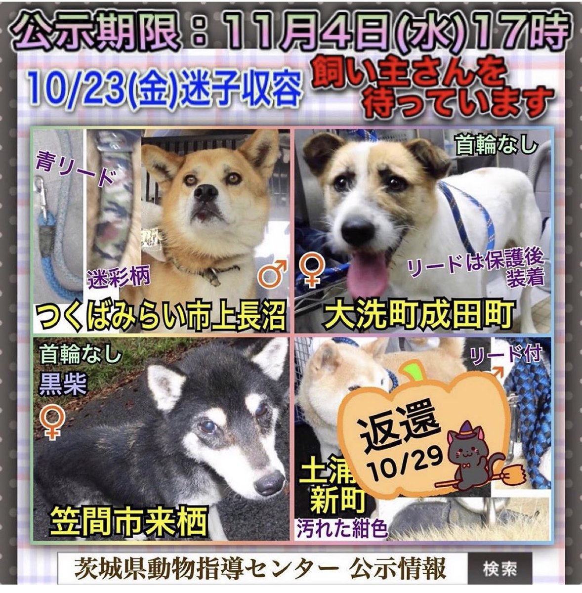 大タコちゃん 茨城県動物指導センター 期限超過中 緊急里親様募集 茨城県動物指導センター 茨城県笠間市日沢47 管理棟 8 30 17 15 平日のみ 迷子犬 迷子犬情報 迷子札 迷子犬の掲示板 迷子犬保護 里親募集中 里親募集犬 里親募集