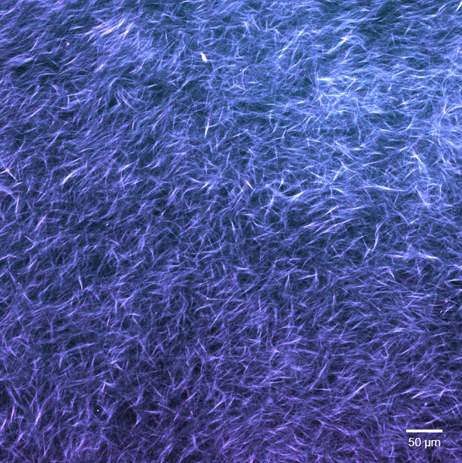 THERACAT project tweet media