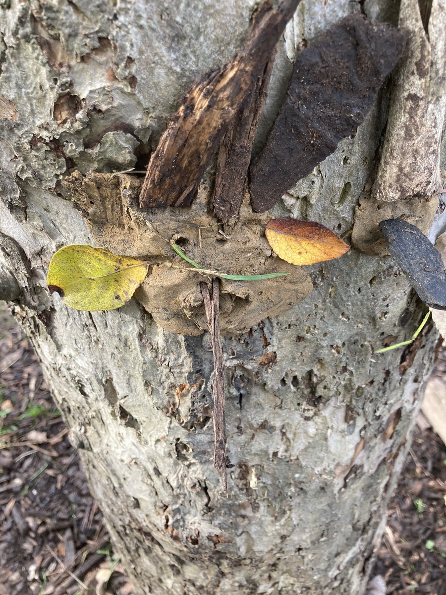 foodgrower's tweet photo. We love making #claycreatures on our #trees @ColfesSchool #forestschool and making up adventures for them. #outdoorplay #storytelljng https://t.co/DhBXDkNysz