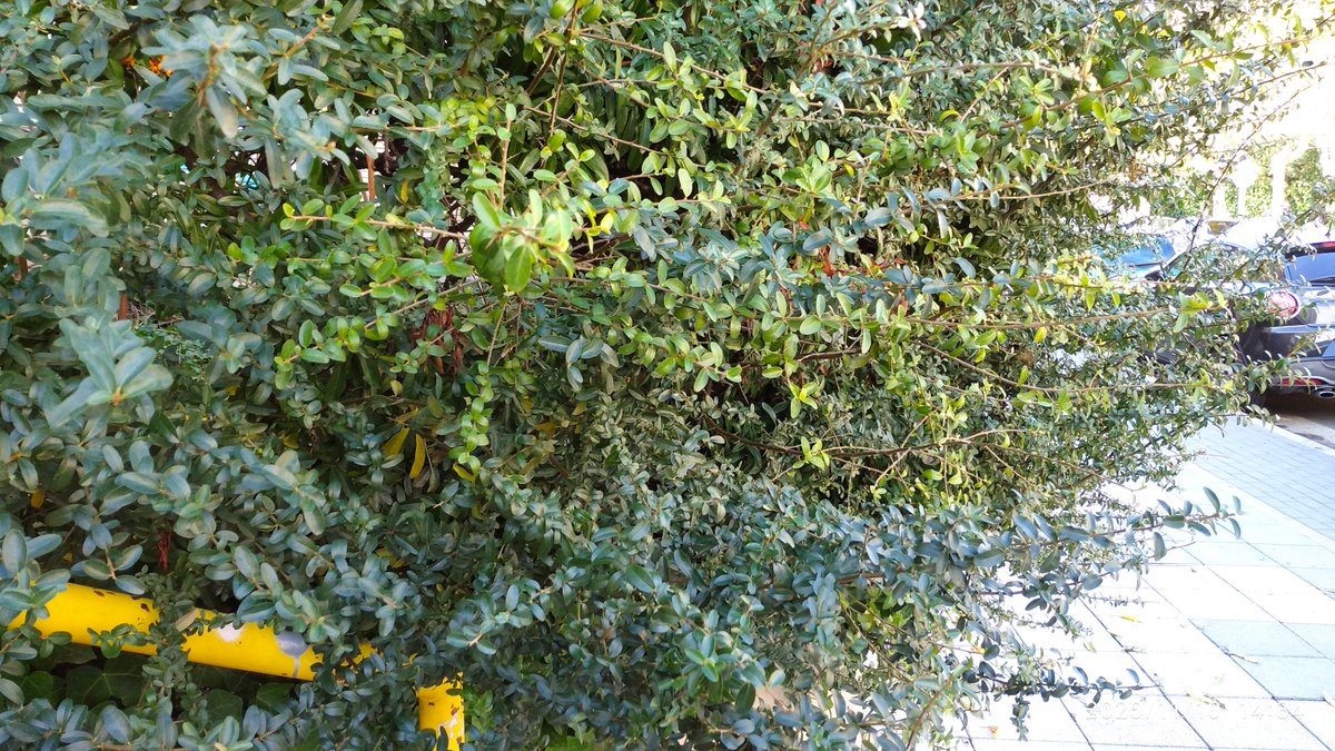 LaChio04's tweet photo. @LaAguadera #PrimeroBachArt #CuavPrimeroBach
#Cuav1Bach2021
#CuavEjercicio010
Haz 4 fotos que representen la #TexturaNatural Pertenecen a elementos de la naturaleza. Súbelas en un hilo contestando a este tweet. https://t.co/Fx4VZNrhV1